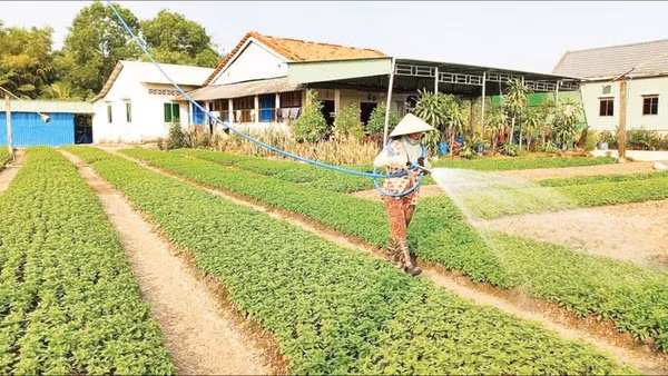 Nông dân Tây Ninh chăm sóc vườn rau.