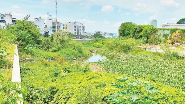 Cây cỏ phủ kín lòng kênh Tham Lương-Bến Cát-rạch Nước Lên.