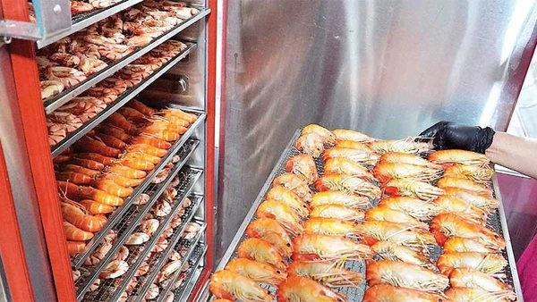 Từng con tôm càng được xếp ngay ngắn trên khay sấy. Kỹ thuật điều chỉnh nhiệt độ và thời gian là bí quyết để sản phẩm khô mà vẫn không bị bở hay mất chất.