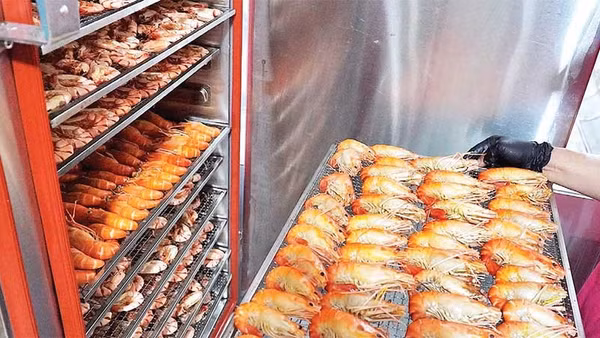 Từng con tôm càng được xếp ngay ngắn trên khay sấy. Kỹ thuật điều chỉnh nhiệt độ và thời gian là bí quyết để sản phẩm khô mà vẫn không bị bở hay mất chất.