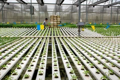 Hướng tới nền nông nghiệp carbon thấp là chìa khóa để Việt Nam khẳng định vị thế trong nền kinh tế xanh toàn cầu. Ảnh | Nguyễn Thị Thúy Hằng