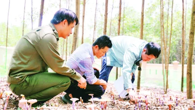 Người dân chăm sóc vườn nấm linh chi đỏ.
