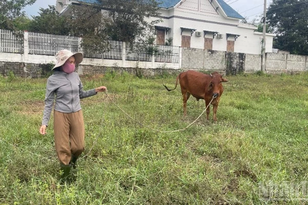 Chị Nguyễn Thị Hà (46 tuổi, hộ cận nghèo, thôn Bình Nghĩa) vừa làm thuê quán nước, vừa chăm bò.