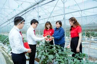 Gói vay ưu đãi về “Tín dụng xanh” khuyến khích khách hàng đầu tư nông nghiệp công nghệ cao. (Ảnh KHẢI CA)