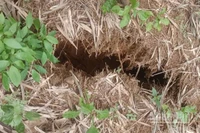 Vết nứt núi tại thôn Tây, xã Tây Trà Bồng có chiều dài khoảng 150m, có nguy cơ sạt lở, gây nguy hiểm đến khu dân cư tổ 1 và tổ 2 thuộc thôn Tây.