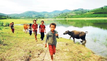 Các em nhỏ thôn Wang Hra dắt trâu ra đồng.