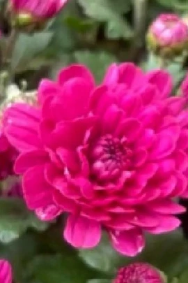 [Video] Chợ hoa Hàng Lược: Sắc Tết truyền thống giữa lòng Hà Nội