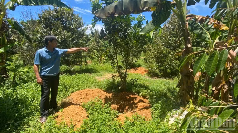 Ông Cao Viết Hùng bên những hố chôn đào sẵn để tiêu hủy heo bệnh.