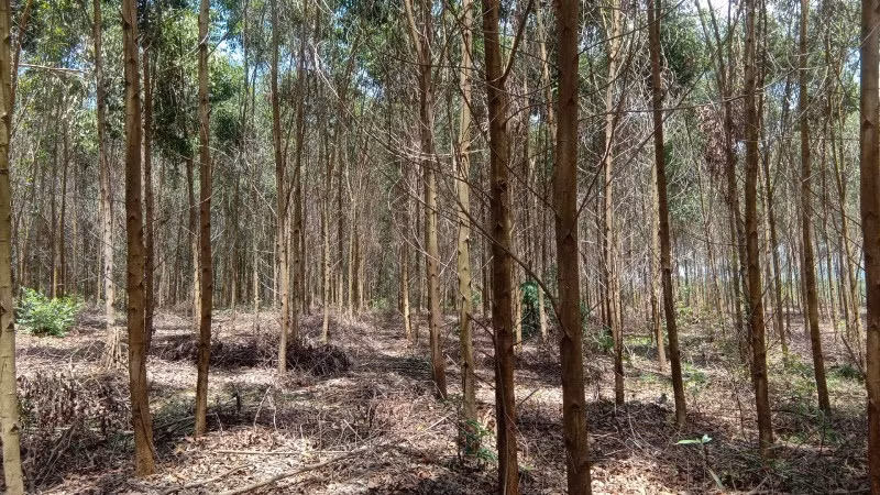 Theo Ủy ban nhân dân thành phố, các diện tích chuyển đổi đều là rừng trồng sản xuất, không liên quan đến rừng tự nhiên.