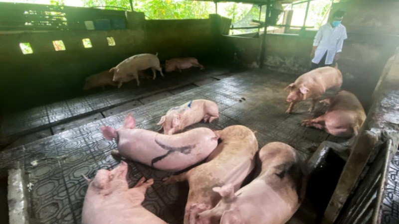 Đến sáng 11/7, nhiều con trong số lợn niêm phong không còn đủ sức để đứng dậy aa-nhieu-con-lopn-khong-con-suc-de-dung-day-2.jpg
