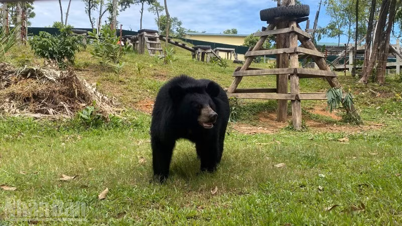 Một trong 14 cá thể gấu đang được chăm sóc tại Trung tâm cứu hộ Gấu Việt Nam tại Bạch Mã.