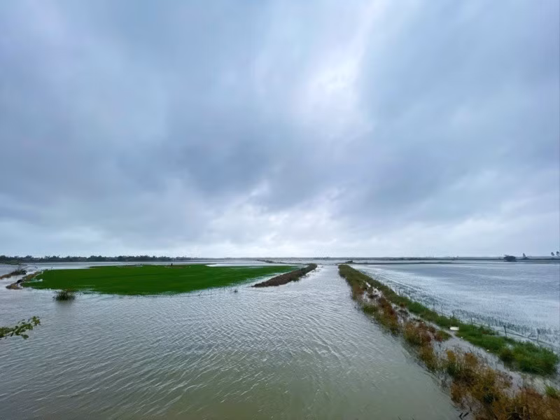 hơn 17.000ha lúa hè thu của thành phố Huế đang bị ngập nước.