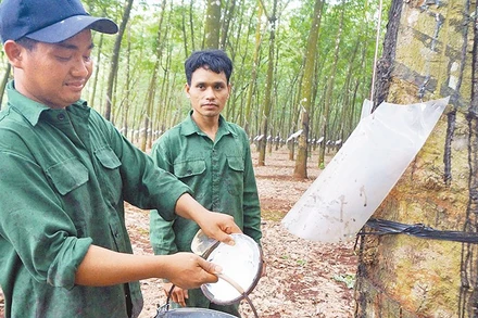 Công nhân khai thác mủ cao su tại Đội 2, Công ty TNHH MTV cao su Lộc Ninh.