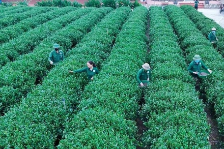 Người dân xã Tân Cương chăm sóc cây chè.