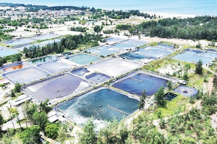 Vùng ao nuôi cá lóc tự phát giữa khu vực rừng phòng hộ ven biển tại thôn Tân Hải, xã Cam Hồng, tỉnh Quảng Trị.