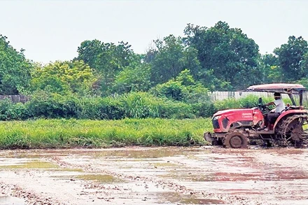 Ngay sau khi nước rút, các địa phương đã nhanh chóng chuẩn bị đất để cấy bù diện tích lúa bị hư hại.