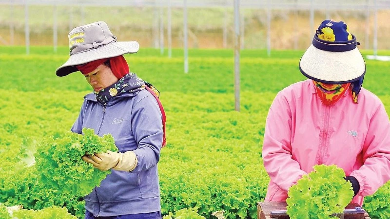 Mô hình liên kết sản xuất nông nghiệp tại Lâm Đồng giúp nông dân thoát nghèo và ổn định thu nhập