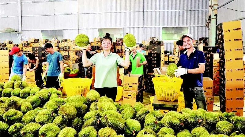 Lâm Đồng Siết Chặt Quy Định Sầu Riêng, Công Bố Đô Thị Loại II, III
