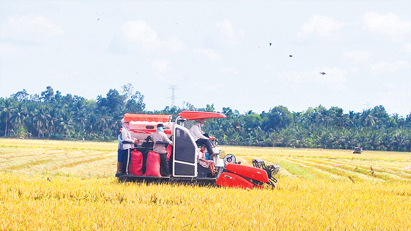 Máy gặt đập liên hợp thu hoạch lúa chất lượng cao tại xã Châu Thành, tỉnh Vĩnh Long.