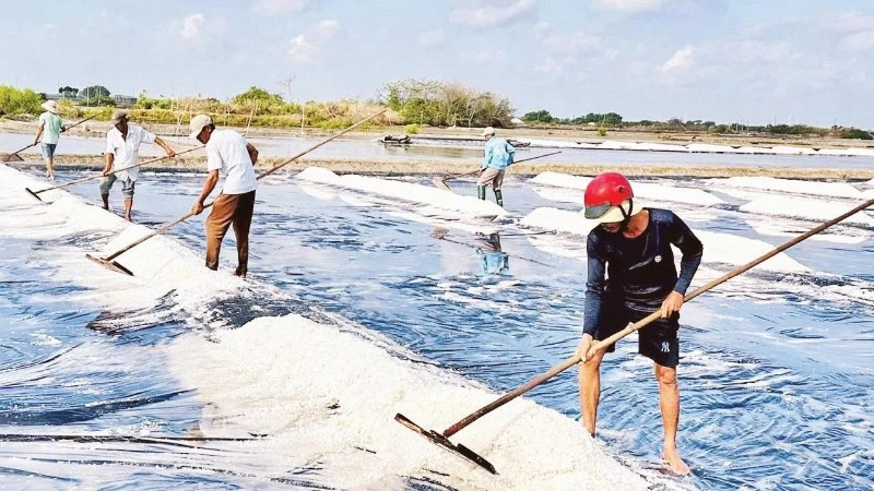 Muối An Ngãi vụ mùa 2026: Sản lượng giảm, giá thấp, diêm dân lo lắng