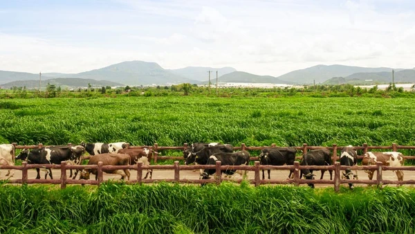 Hệ thống 15 trang trại đạt chuẩn Organic châu Âu và Global S.L.P là nền tảng giúp Vinamilk chủ động nguồn nguyên liệu chất lượng cao. (Ảnh: MINH ANH)