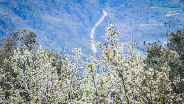 Hồng Thái mùa xuân. Ảnh: Thành Đạt