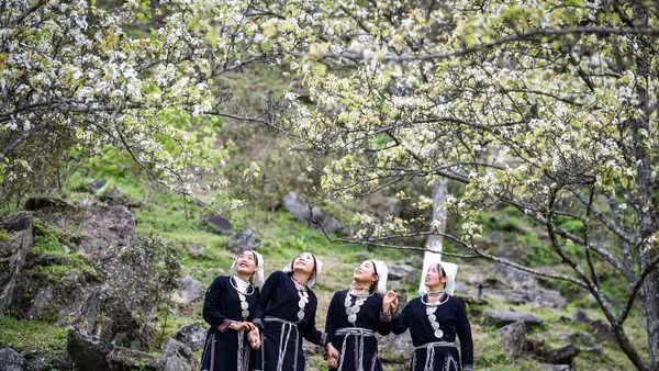 Mùa hoa lê ở thôn Khâu Tràng, xã Hồng Thái, Tuyên Quang. Ảnh: Thành Đạt