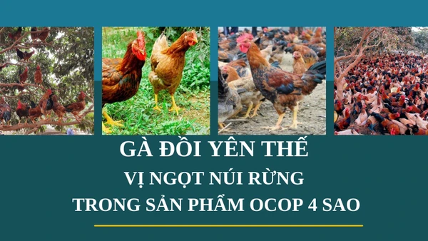 Gà đồi Yên Thế: Vị ngọt núi rừng trong sản phẩm OCOP 4 sao