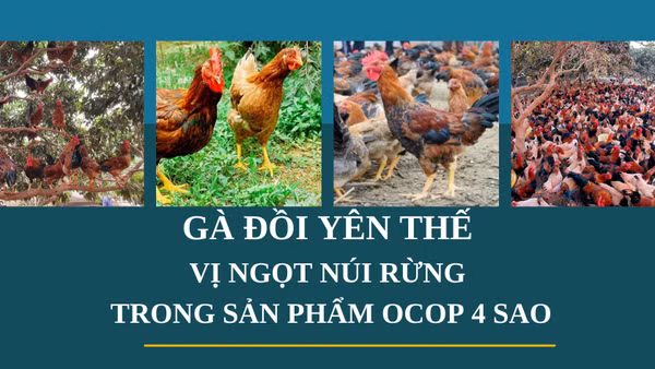 Gà đồi Yên Thế: Vị ngọt núi rừng trong sản phẩm OCOP 4 sao