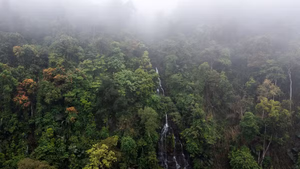 Hành trình giữ xanh đại ngàn Pù Mát