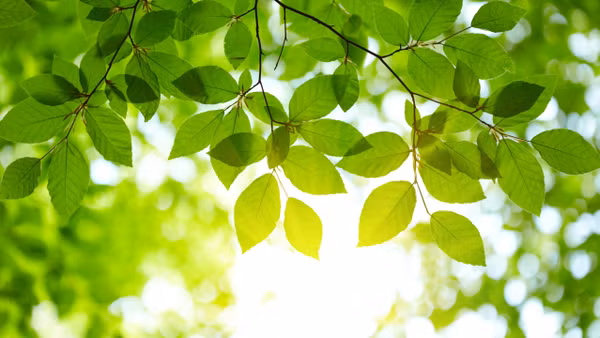 [Thơ] Những chiếc lá