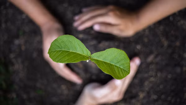 [Thơ] Những cây người từ nắm hạt mọc lên