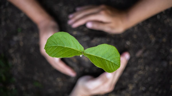 [Thơ] Những cây người từ nắm hạt mọc lên