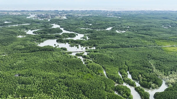 Một góc rừng ngập mặn Cần Giờ. (Ảnh: THẾ ANH)