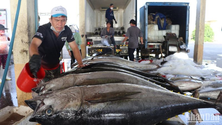 Sơ chế cá ngừ đại dương tại các cảng cá tại Phú Yên.