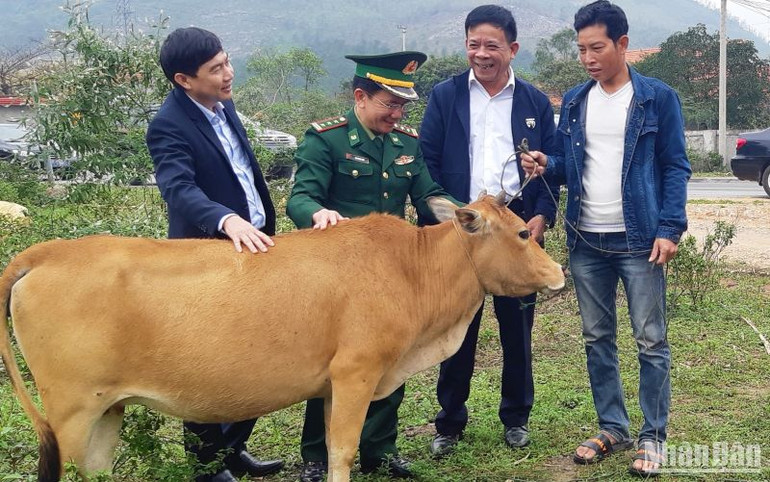 Các đơn vị tặng bò giống cho hộ nghèo vùng biên giới biển.