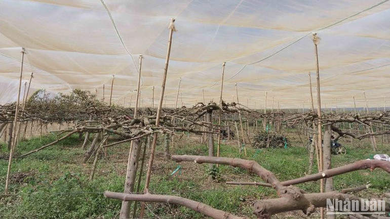 Nhiều cây táo của nông dân Ninh Thuận bị chết khô, phải cắt cành bỏ, khiến các vườn táo xơ xác.