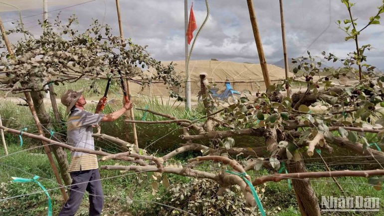 Anh Nguyễn Thành Hoàng ở Phước Thiện 3, xã Phước Sơn, huyện Ninh Phước, tỉnh Ninh Thuận phải cắt bỏ hàng loạt cành cây táo bị chết khô gần hết diện tích trồng để chăm sóc lại cho vụ sau.