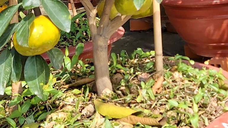 Một gốc quýt hồng to khỏe có trái cách mặt đất chậu chừng gang tay. (Ảnh: HỮU NGHĨA) Một gốc quýt hồng to khỏe có trái cách mặt đất chậu chừng gang tay. (Ảnh: HỮU NGHĨA)