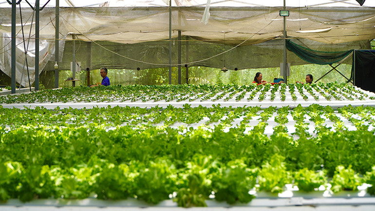 Mô hình trồng rau thủy canh kết hợp nuôi cá hữu cơ tại Công ty TNHH Nông sản Đồng Tháp Aqua. (Ảnh: HỮU NGHĨA)