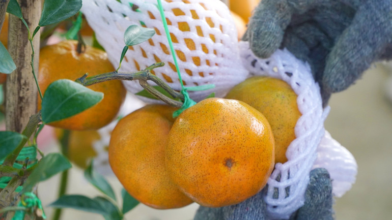 Khi vận chuyển đi, quýt được bao trái, bịt cây... hết sức cẩn thận để chậu quýt hồng đến tay chủ nhân mới vẫn còn giữ nguyên được trái, nét tươi đẹp, khỏe mạnh. (Ảnh: HỮU NGHĨA) Khi vận chuyển đi, quýt được bao trái, bịt cây... hết sức cẩn thận để chậu quýt hồng đến tay chủ nhân mới vẫn còn giữ nguyên được trái, nét tươi đẹp, khỏe mạnh. (Ảnh: HỮU NGHĨA)