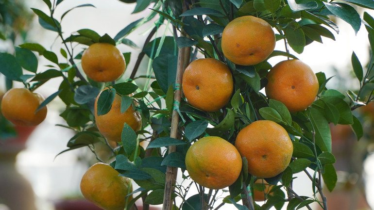 Quýt hồng Lai Vung được trồng trong chậu. (Ảnh: HỮU NGHĨA) Quýt hồng Lai Vung được trồng trong chậu. (Ảnh: HỮU NGHĨA)