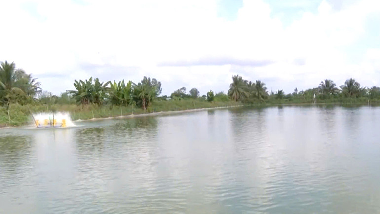 Nuôi cá sặc rằn ở xã Láng Biển giúp nhiều nông dân ổn định cuộc sống.