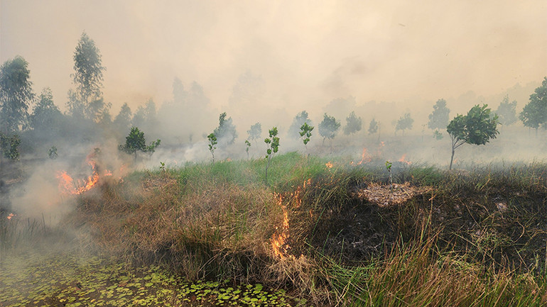 Nhiều diện tích đồng cỏ và cây ăn trái bị cháy.