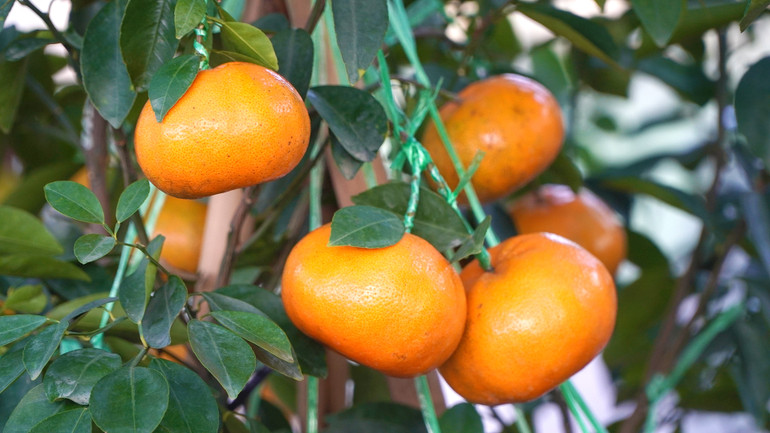 Dù sản lượng có giảm nhưng quýt hồng chậu năm nay vẫn đạt về mẫu mã, màu sắc và chất lượng trái. (Ảnh: HỮU NGHĨA) Dù sản lượng có giảm nhưng quýt hồng chậu năm nay vẫn đạt về mẫu mã, màu sắc và chất lượng trái. (Ảnh: HỮU NGHĨA)