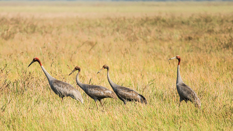 Sếu đầu đỏ về Vườn quốc gia Tràm Chim năm 2019. Ảnh: Nguyễn Văn Hùng