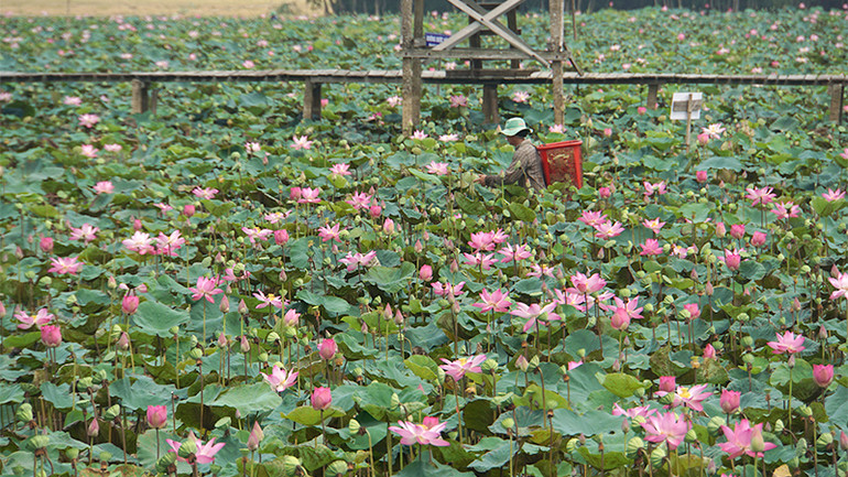 Nông dân Tháp Mười thu hoạch sen.