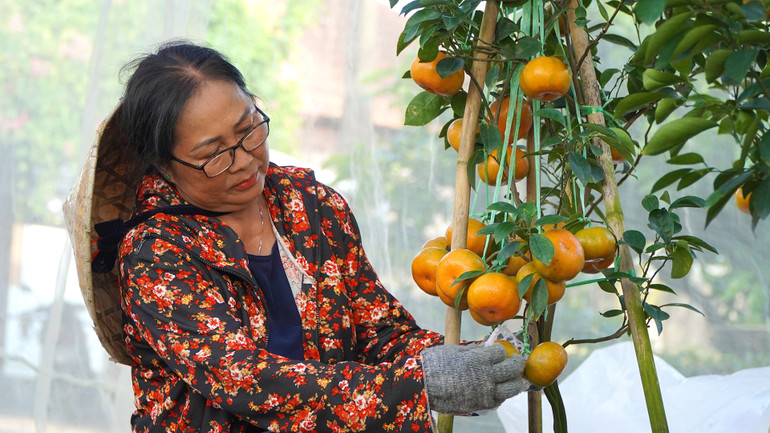 Chủ vườn quýt hồng ở ấp Tân Lợi, xã Tân Thành, huyện Lai Vung bắt tay vào công đoạn cuối chăm sóc quýt hồng chậu trước khi chuyển giao khách. (Ảnh: HỮU NGHĨA) Chủ vườn quýt hồng ở ấp Tân Lợi, xã Tân Thành, huyện Lai Vung bắt tay vào công đoạn cuối chăm sóc quýt hồng chậu trước khi chuyển giao khách. (Ảnh: HỮU NGHĨA)