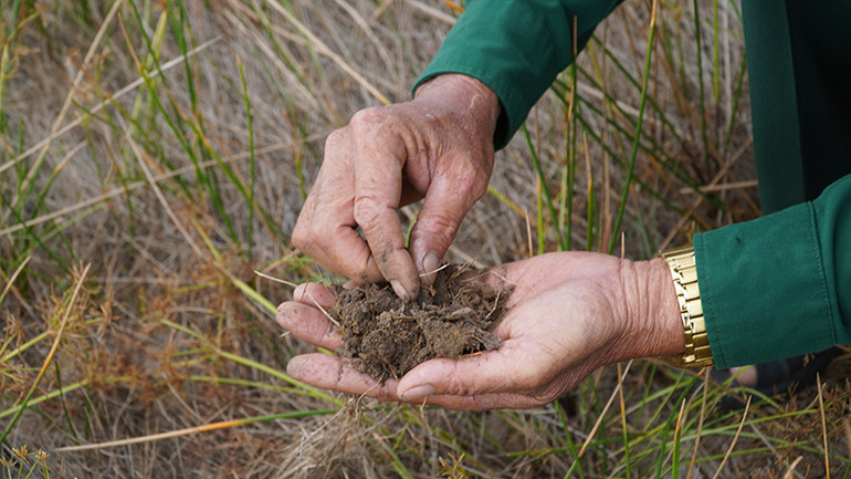 Anh Minh Chánh, nhân viên bảo vệ Vườn quốc gia Tràm Chim cho biết năm nay xuất hiện rất nhiều củ năng kim, loài thức ăn ưa thích nhất của sếu đầu đỏ. Ảnh: HỮU NGHĨA