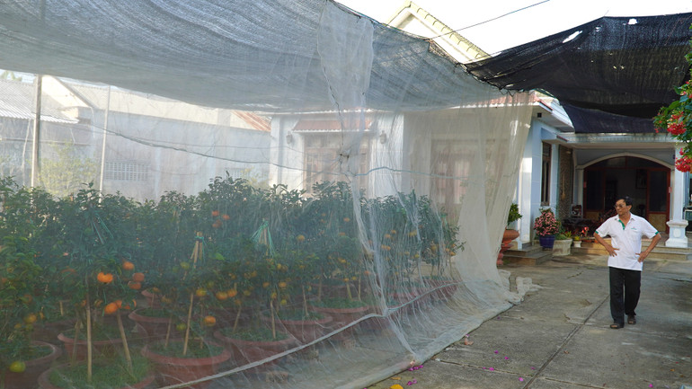 Quýt hồng chậu được một nông dân Lai Vung trồng trong nhà lưới. (Ảnh: HỮU NGHĨA) Quýt hồng chậu được một nông dân Lai Vung trồng trong nhà lưới. (Ảnh: HỮU NGHĨA)